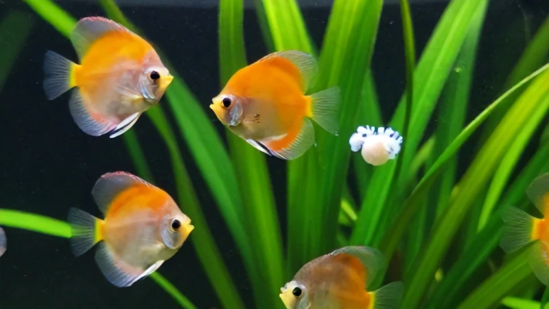 Diskus Balığı Larvası Yumurtadan Canlı Nasıl Çıkar?