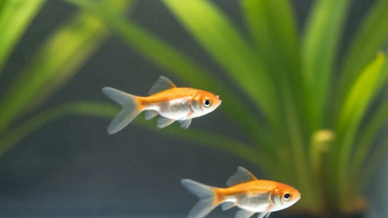 Ranchu Japon Balığı Larvası Suda Sağ Nasıl Çıkar?