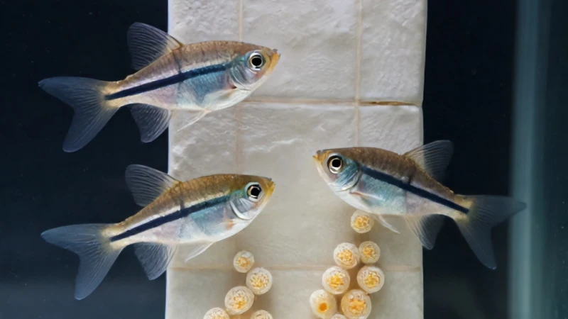 Severum Ciklet Balığı Yumurtası Düz Nasıl Çıkar?