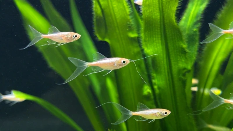 Su Piresi Kültüründen Canlı Larva Nasıl Çıkar?